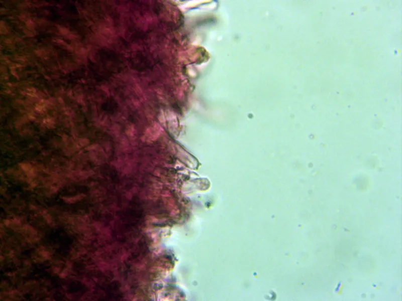 Cerrena caperata 10 - Himenio 1